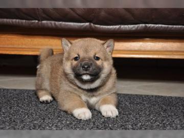 Reinrassige Shiba Inu Welpen suchen eine