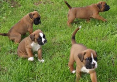 !Registriert Sch�ne Boxer Welpen