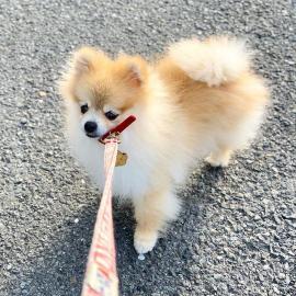 Chihuahua Welpen