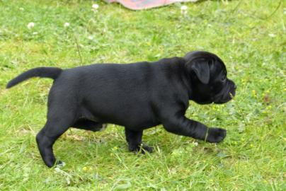 Staffordshire Bullterrier Welpen-VDH Zuc