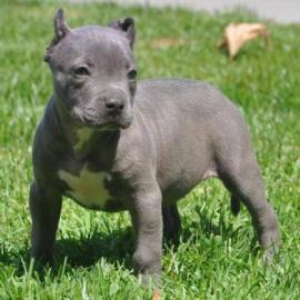 wundersch�ne Reinsassige Blueline Pitbul
