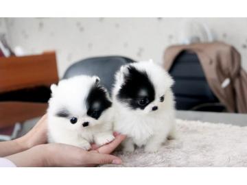 Zwergspitz /Pomeranian-Welpen