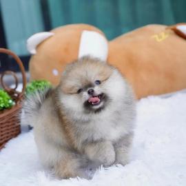 Reinrassige Pomeranian Zwergspitz Welpen