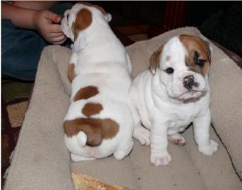Englisch Bulldogge Welpen zur Annahme