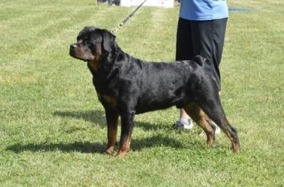 Deutsche Rottweiler Welpen