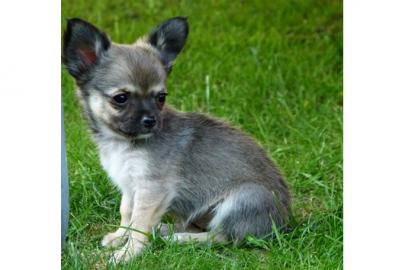 Reinrassiges Chihuahuamdchen - abgabeb