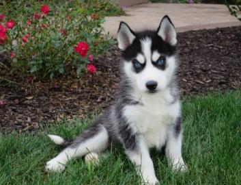 Siberian Husky Welpen mit papieren