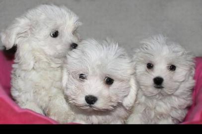 Malteser Welpen