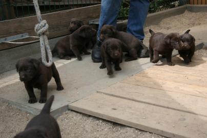 S�sse, typvolle Labradorwelpen abzugeben