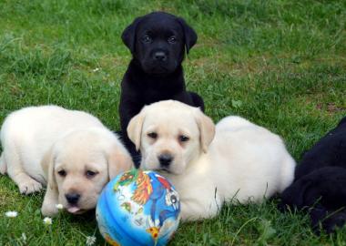 S�sse, typvolle Labradorwelpen abzugeben