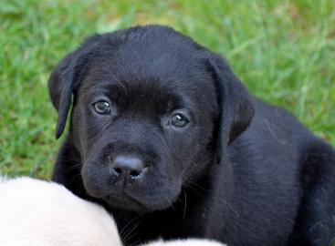 S�sse, typvolle Labradorwelpen abzugeben