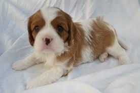 Cavalier King Charles Spaniel Welpe