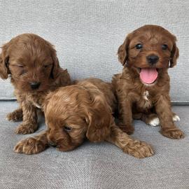Cavapoo-Welpen verstehen