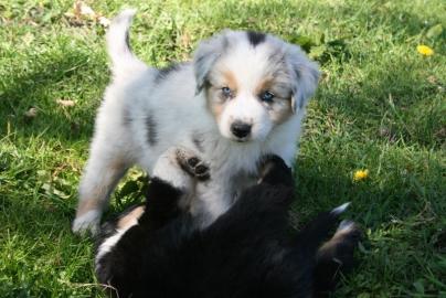 Australian Shepherd Welpen mit ASCA Papi