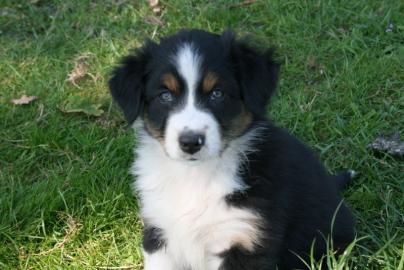 Australian Shepherd Welpen mit ASCA Papi
