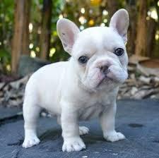 Bulldogge Francias zur Adoption . . . . . 
