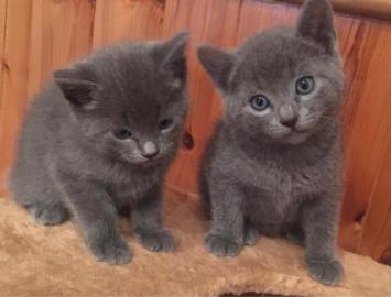 Voller Stammbaum Russian Blue Kitten