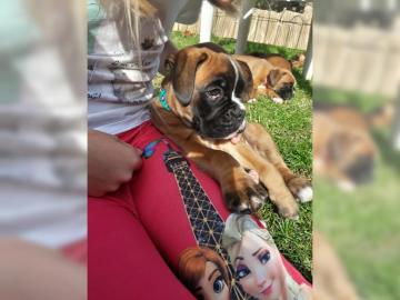 Boxerwelpen mit VDH Pappiere ,Welpen,Box