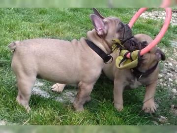 Franz?sische Bulldogge Welpe H?ndin Blau