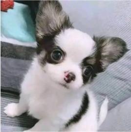 Chihuahua Welpen Chihuahua welpen Ahnen