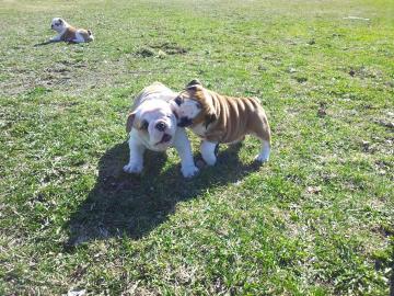 S��e  Englische Bulldoggen Welpen