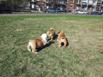 S��e  Englische Bulldoggen Welpen