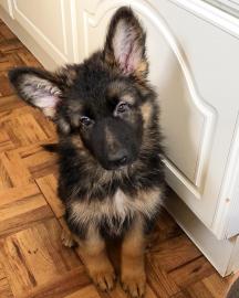 Qualit�tssch�ferhund Welpen zur freien A