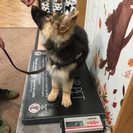 Qualit�tssch�ferhund Welpen zur freien A
