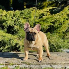 Franz�sische Bulldogge +4369010111654. 