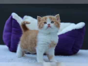 Wundersch�ner BKH Kater