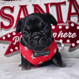 Franz�sische Bulldoggenwelpen zu verkauf