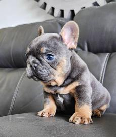 Franz�sische Bulldoggenwelpen zu verkauf
