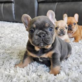 Franz�sische Bulldoggenwelpen zu verkauf