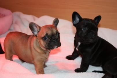 Supers��e Franz�sische Bulldoggen Welpen