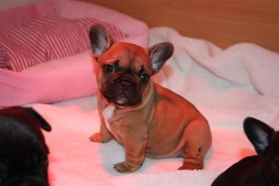 Supers��e Franz�sische Bulldoggen Welpen