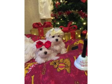 Pedigree Maltese Fija hat 4 gesunde Welp