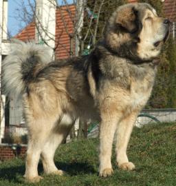 Tibet Dogge Welpen mit FCI-Papieren 2014