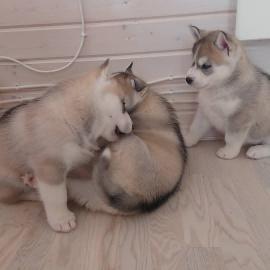 Ausgezeichnete Siberian Husky-Welpen