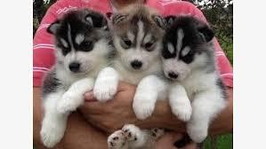 Siberische husky Te koop  whatsapp numme