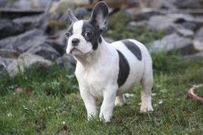 Franz�sische Bulldogge Welpen!!