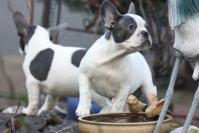Franz�sische Bulldogge Welpen!!