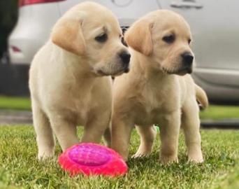 M?nnliche und weibliche Golden Retriever