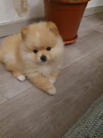 Teddy Face Pomeranian Zwergspitz Welpe
