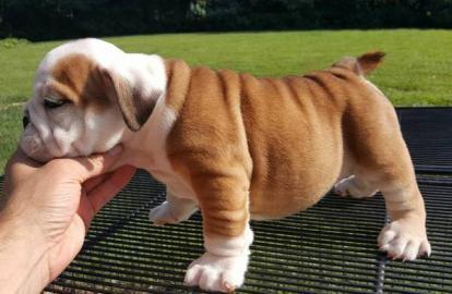 Entz�ckende englische Bulldoggenwelpen f