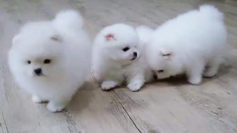 MINI. POMERANIAN ZWERGSPITZ BOO WELPEN
