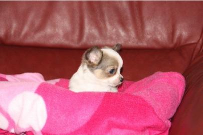 Niedliche Chihuahua-Welpen mit VDH/FCI