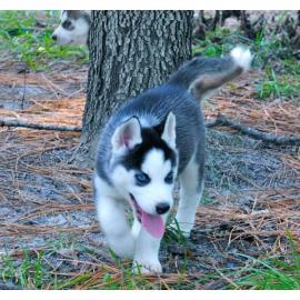Siberian Husky Welpen (M�nnchen und Weib
