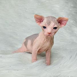 Sphynx-K�tzchen