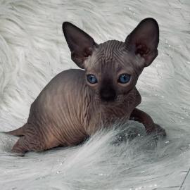 Sphynx-K�tzchen