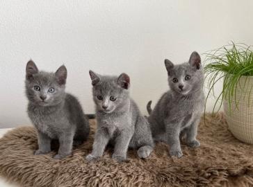 Russisch Blau Kittens